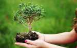 Бонсай дерево — як виростити в домашніх умовах з насіння, догляд, грунт, відео