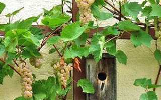 Опис і фото різних сортів винограду для вирощування на дачі + відео