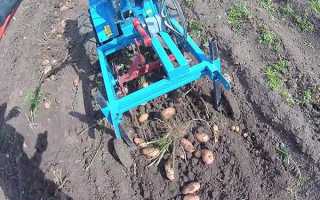 Мотоблок — додаткове обладнання для збору картоплі, відео