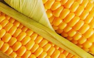 Вирощування кукурудзи. Як і коли садити кукурудзу? Догляд за кукурудзою