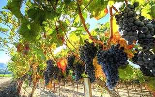 Посадка, догляд, вирощування сортів винограду для Підмосков’я + відео