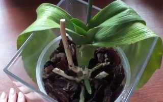 Чому у орхідеї мляві м’які листя і що робити при зморщених листових пластинах, відео