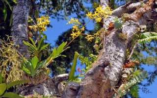 Види орхідей — фото і назви фаленопсиса, дендробіума, луідізіі, цимбидиума, мильтонии, Камбре, дракула, каттлеї, Ванди, відео