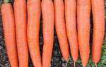 Як виростити велику моркву по Мітлайдера + відео