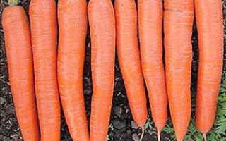 Як виростити велику моркву по Мітлайдера + відео