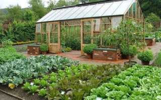 Червень — роботи в городі, полив грядок, догляд за овочами, відео