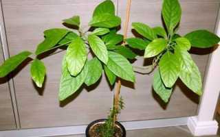 Авокадо — як виростити з кісточки в домашніх умовах, як проростити і посадити кісточку авокадо, відео