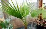 Вашингтонія — найпотужніша віялова пальма. Догляд в домашніх умовах. фото