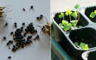 Як виростити аквилегию з насіння: посів у відкритий грунт і на розсаду, відео