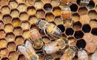 Хвороби бджіл і їх ознаки — варроатоз, нозематоз, акарапідоз, аскофероз, партеногенез, застосування алімакса, лозеваля, хвойного екстракту, відео
