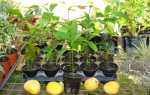 Як виростити манго: нюанси пророщування, посадки кісточки, відео