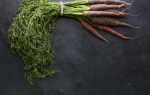 Фіолетова морква: де росте і які популярні сорти, рекомендації по вирощуванню