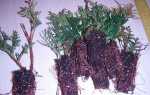 Туя — вирощування саджанця з держака або насіння, відео