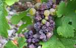 Сохнут грона винограду — причини явища і заходи боротьби з ними, відео