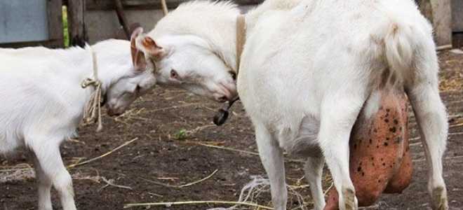 Містить у кози — лікування в домашніх умовах народними засобами, як лікувати після окоту, причини і ознаки захворювання, відео