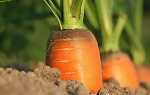Народні засоби для добрива моркви, відео