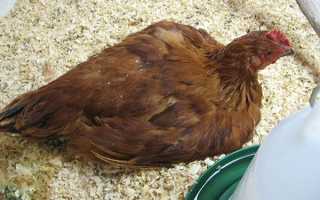 Кокцидіоз у курчат — лікування в домашніх умовах, інструкція застосування ампроліума і Байкоксу, відео
