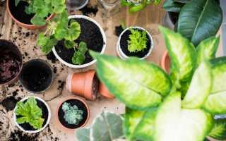 5 головних правил весняного догляду за кімнатними рослинами. фото