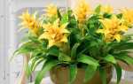 Квітка гузмания — що означає і що приносить в будинок кімнатна рослина гусманія, відео
