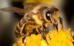 Породи бджіл — карпатська, карника, середньо руської, фото і опис медоносних бджіл, відео