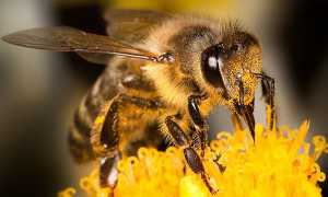 Породи бджіл — карпатська, карника, середньо руської, фото і опис медоносних бджіл, відео