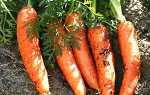 Кращі сорти моркви для відкритого грунту з фото і описом + відео