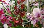 Орхідея Камбрія — догляд в домашніх умовах, вибір грунту, пересадка, фото, відео