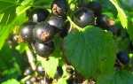 Чорна смородина посадка і догляд відео, як правильно посадити чорну смородину восени