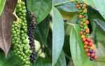 Як росте чорний перець і як виглядає рослина, відео