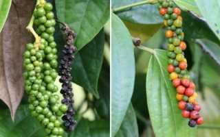Як росте чорний перець і як виглядає рослина, відео