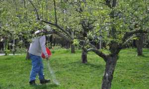 Підживлення плодових дерев і чагарників навесні — вибираємо добрива