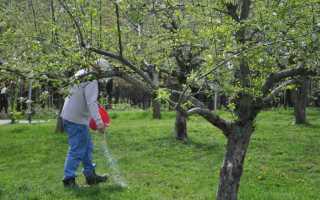 Підживлення плодових дерев і чагарників навесні — вибираємо добрива