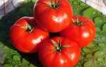 Огляд кращих сортів низькорослих помідор для теплиць і відкритого грунту