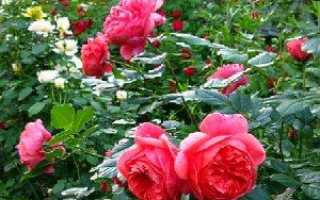 Англійські троянди — посадка, вирощування, догляд, відео
