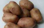 Cорт картоплі фото і опис