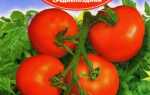 Томат Толстой F1: характеристика і опис сорту, його врожайність і рекомендації по вирощуванню