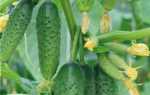 Букетні огірки, новинки Російської селекції Особливості вирощування огірків букетного типу