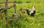 Червень — заготівля зелених кормів для тварин, відгодівля молодої птиці, відео