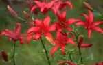Самий бажаний дачний квітка лілія — ​​відео