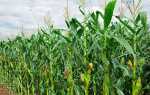 Кукурудза — вирощування на дачі з насіння, підготовка грунту, строки посадки, відео