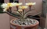 Кактуси — унікальні види для вирощування вдома, відео