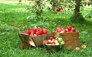 Опис і фото літніх сортів яблук + відео