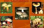 Неїстівні гриби — фото з описом рядовками неїстівної, сироїжками, відео
