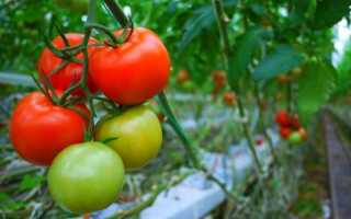 Вплив температури на розвиток томатів. фото