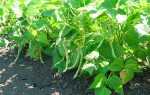 Стручкова квасоля — як посадити, виростити, коли прибирати з грядки, відео