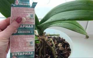 Орхідеї — використання бурштинової кислоти для відновлення хворих рослин, відео