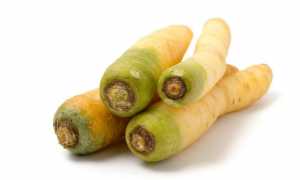 Як називається біла морква, її корисні властивості і рекомендації по вирощуванню