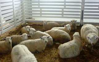 Вівчарство як бізнес для початківця фермера в домашніх умовах на просторах Росії, бізнес план, відео