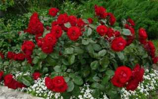 Поліантових троянди з насіння — посадка і догляд