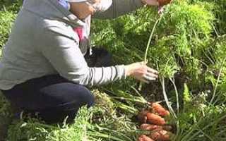 Основні правила агротехніки вирощування моркви на дачі + відео